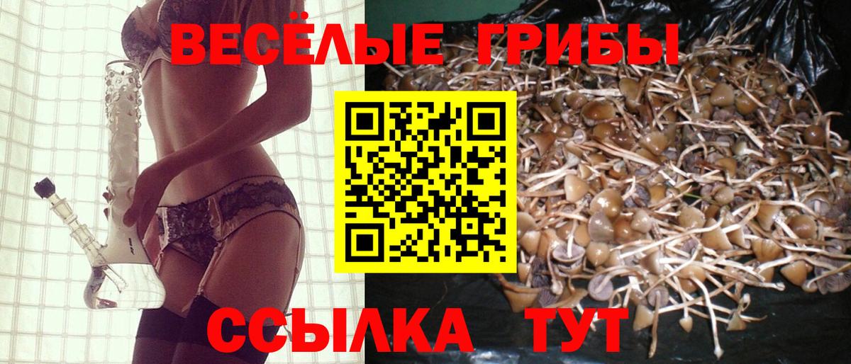 Псилоцибиновые грибы Psilocybine cubensis Избербаш
