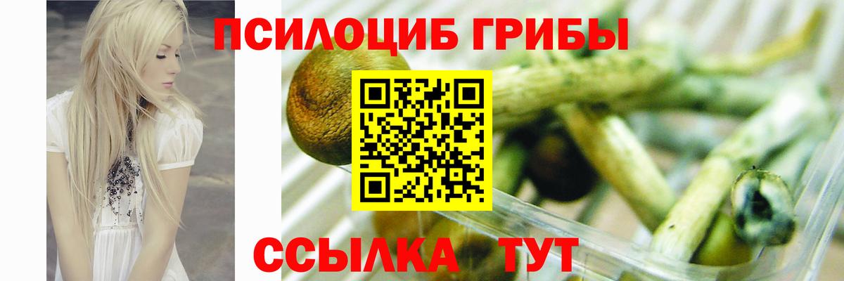 где продают наркотики  Вход с VPN  Избербаш  Галлюциногенные грибы Psilocybine cubensis 